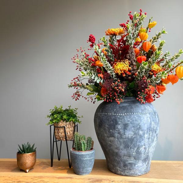 Euonymus White Spire | Natuurlijke schoonheid